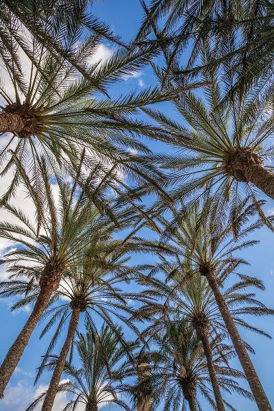 Spain-Canary Islands-Gran Canaria Island-Maspalomas-palm tree canopy